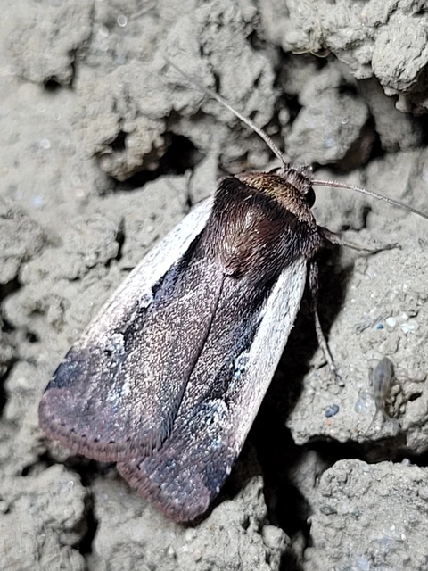 Ochropleura plecta - fehérszegélyű fűbagoly