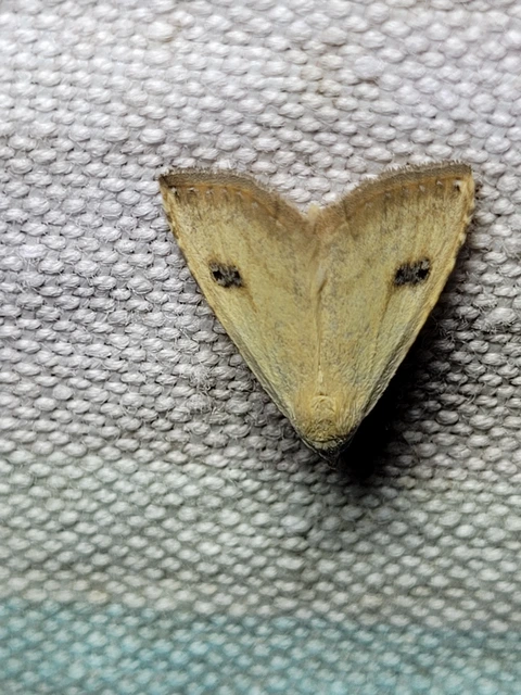 Rivula sericealis - selymes lórombagoly