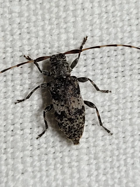 Leiopus nebulosus - öves gesztcincér