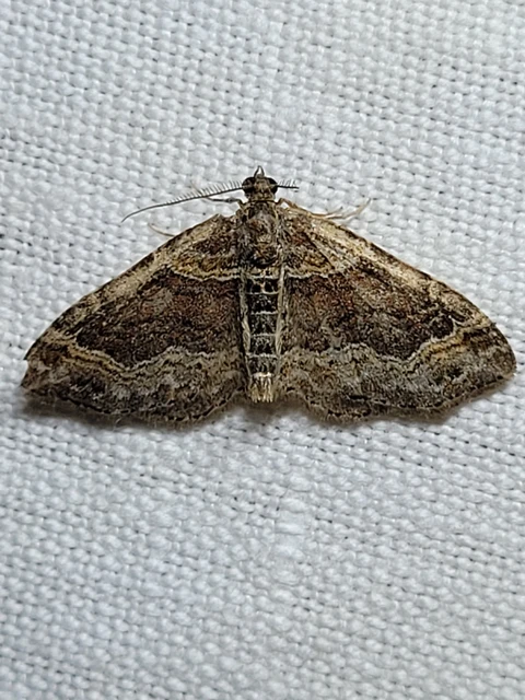 Xanthorhoe ferrugata - kerti tarkaaraszoló