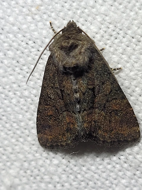 Oligia latruncula - fekete dudvabagoly