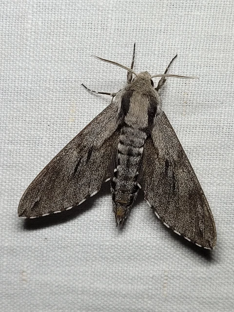 Hyloicus pinastri - fenyőszender