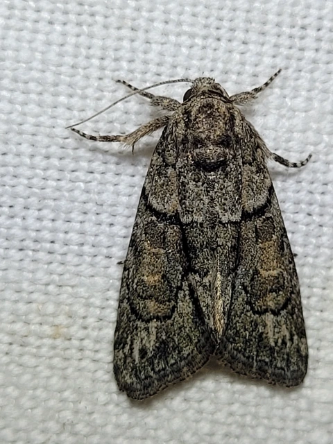 Cryphia fraudatricula - homoki zuzmóbagoly