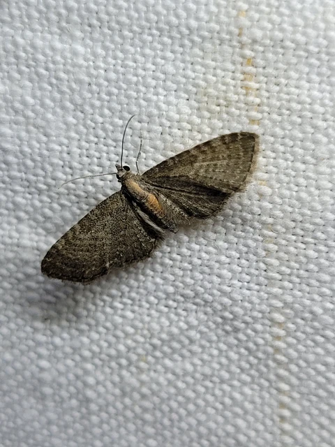 Eupithecia haworthiata - rozsdástestű törpearaszoló