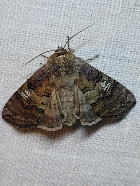Tethea ocularis - pápaszemes pihésszövő