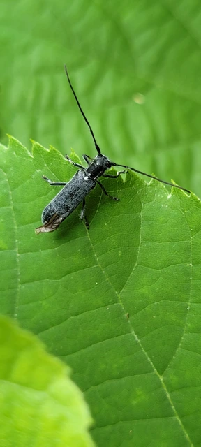 Stenostola ferrea - ólomszürke hársfacincér