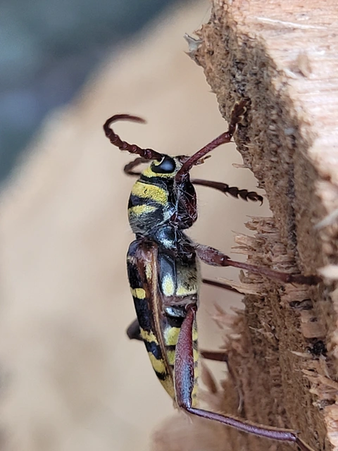 Plagionotus detritus - sárgafarú darázscincér
