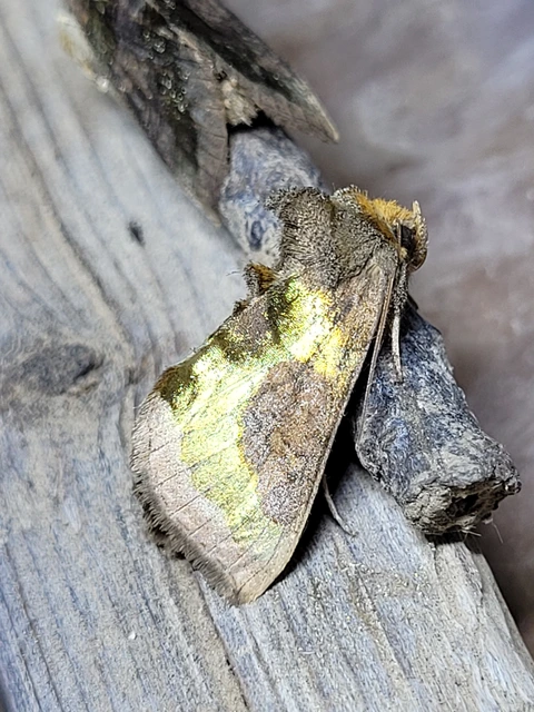 Diachrysia chrysitis - aranybagoly