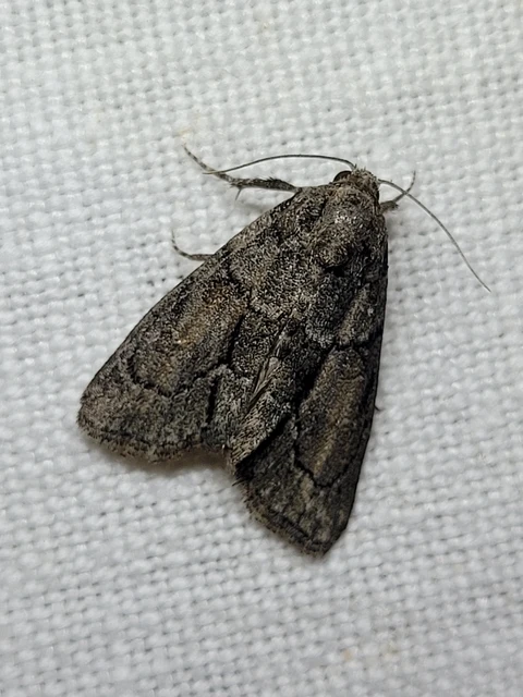 Cryphia fraudatricula - homoki zuzmóbagoly