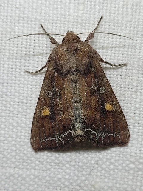 Lacanobia oleracea - saláta-kertibagoly
