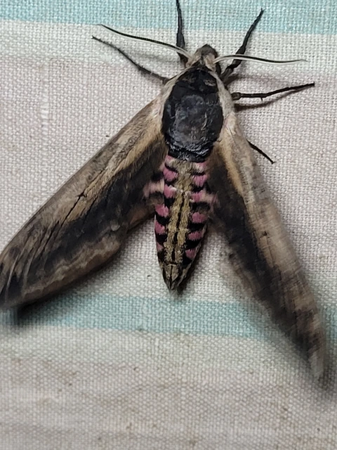 Sphinx ligustri - fagyalszender