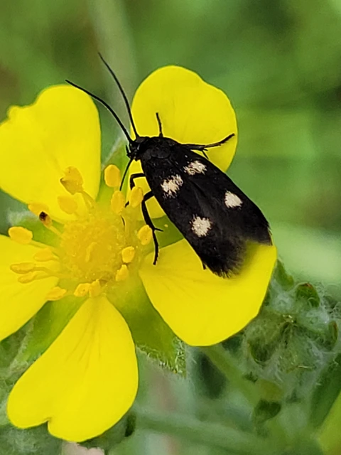 Parascythris muelleri - kétpettyes zöldmoly