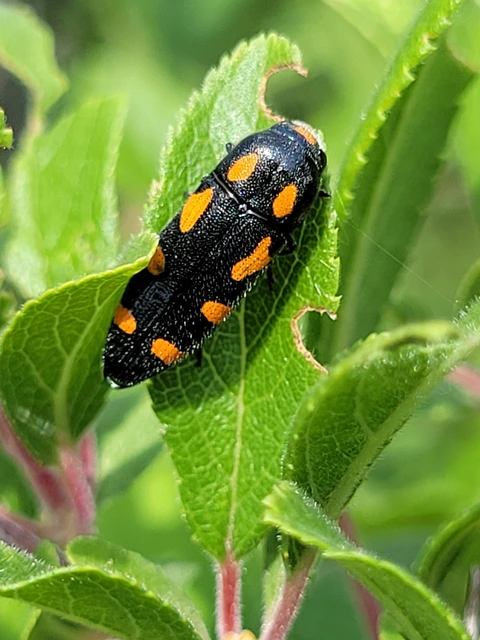 Ptosima undecimmaculata - sárgafoltos díszbogár