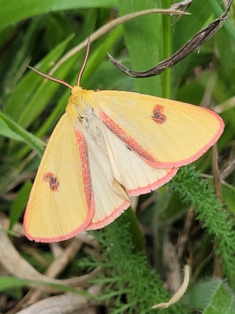 Diacrisia sannio - vörösszélű medvelepke