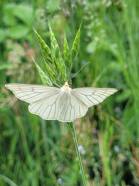 Siona lineata - vonalas fehéraraszoló