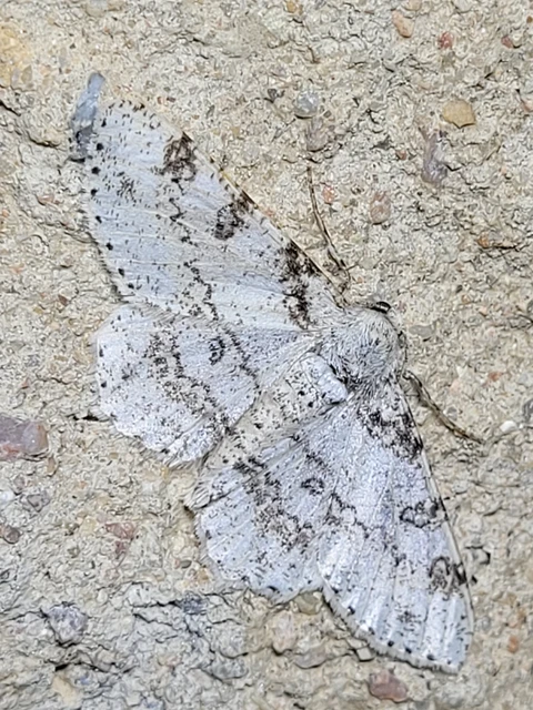 Ascotis selenaria - holdas faaraszoló
