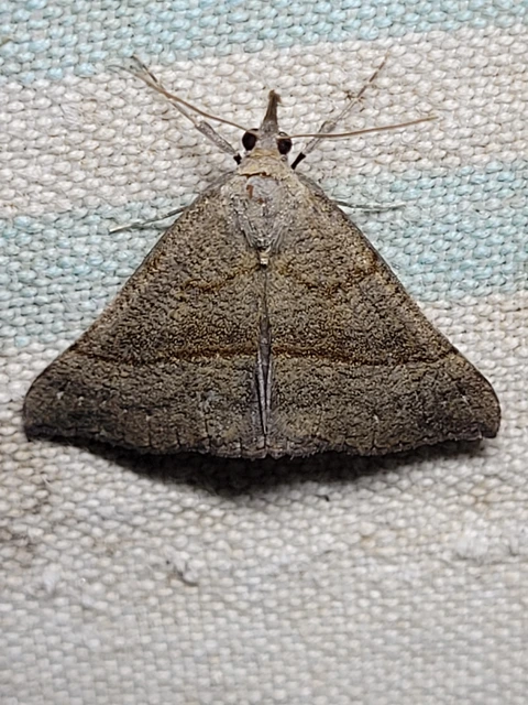 Hypena proboscidalis - ormányos karcsúbagoly