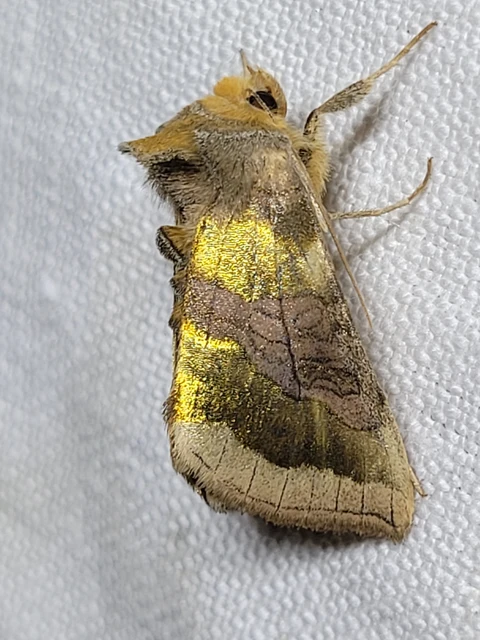 Diachrysia chrysitis - aranybagoly