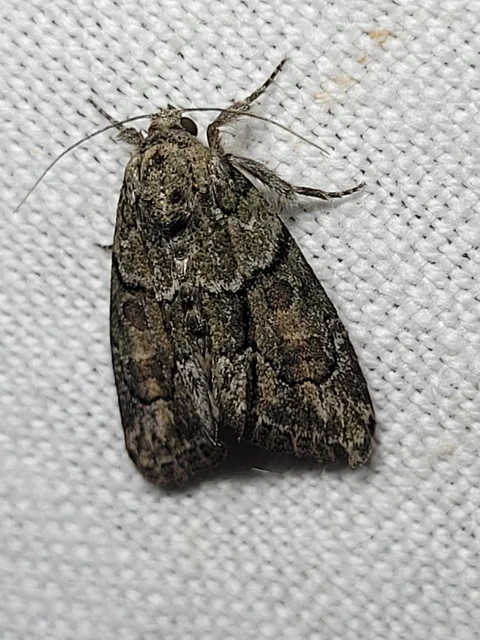 Cryphia fraudatricula - homoki zuzmóbagoly