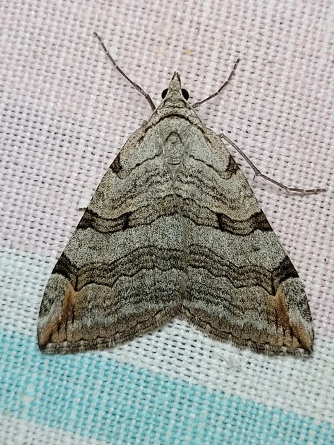 Aplocera efformata/plagiata