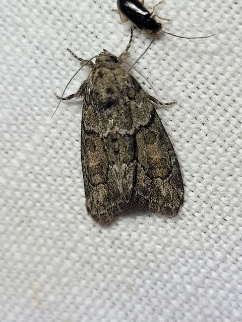 Cryphia fraudatricula - homoki zuzmóbagoly