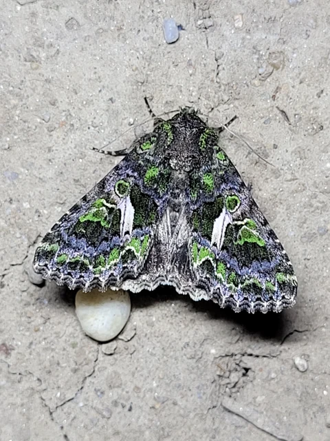 Trachea atriplicis - nyári zöldbagoly