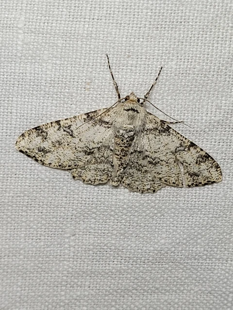 Ascotis selenaria - holdas faaraszoló
