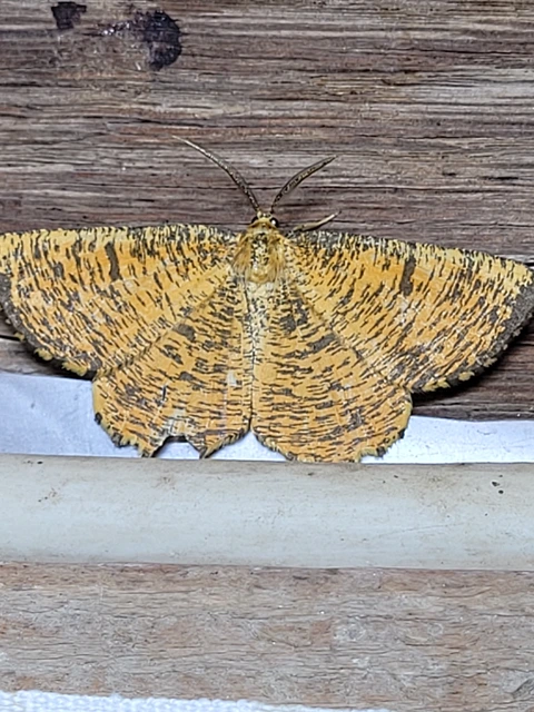 Angerona prunaria - sárga kökényaraszoló