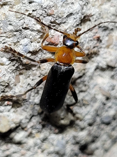 Cantharis livida - mezei lágybogár