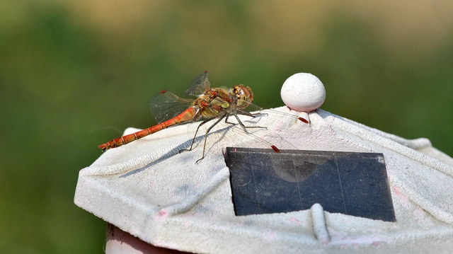 Sympetrum striolatum - harántsávos katona-szitakötő