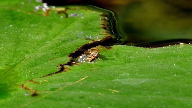 Episyrphus balteatus - ékfoltos zengőlégy