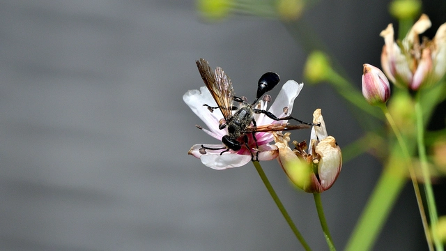 Isodontia mexicana - mexikói fűdarázs