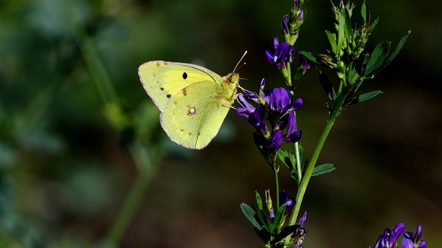 Colias erate - csángó-kéneslepke