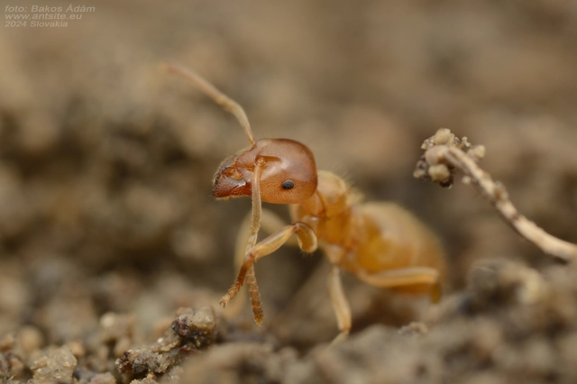Lasius flavus - gyakori borostyánhangya