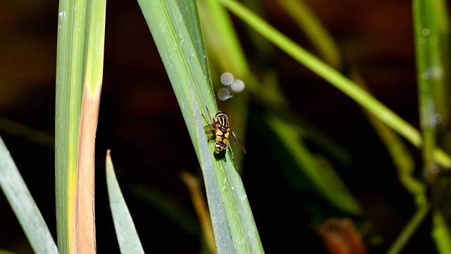 Helophilus