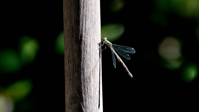 Chalcolestes viridis/parvidens