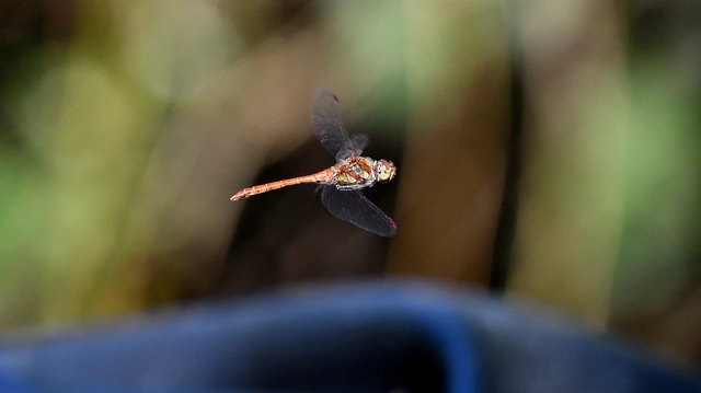Sympetrum striolatum - harántsávos katona-szitakötő