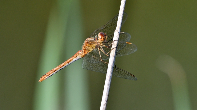 Sympetrum meridionale - fakó katona-szitakötő