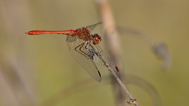 Sympetrum meridionale - fakó katona-szitakötő