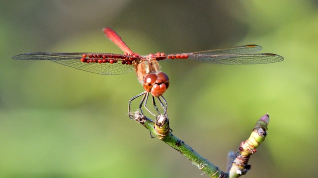 Sympetrum meridionale - fakó katona-szitakötő