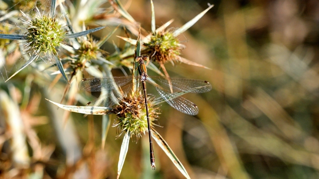 Lestes barbarus - foltosszárnyjegyű rablószitakötő