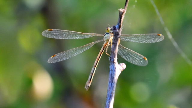 Lestes barbarus - foltosszárnyjegyű rablószitakötő