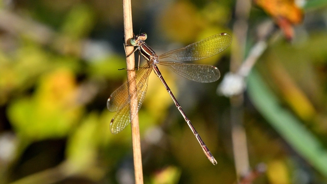 Lestes barbarus - foltosszárnyjegyű rablószitakötő