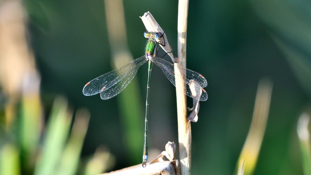 Lestes virens vestalis - kis rablószitakötő