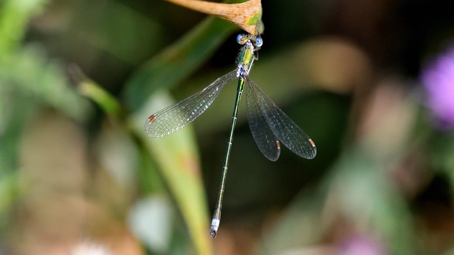 Lestes virens vestalis - kis rablószitakötő