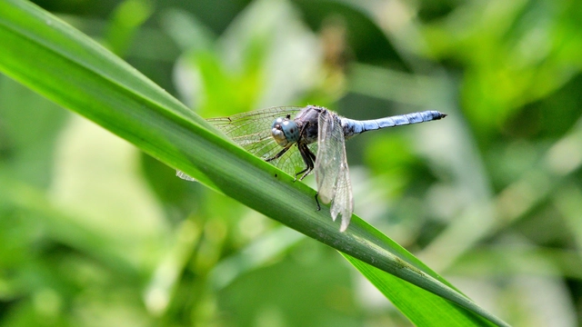 Orthetrum coerulescens - karcsú pásztorszitakötő