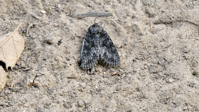 Dryobotodes monochroma - szürke tölgybagoly