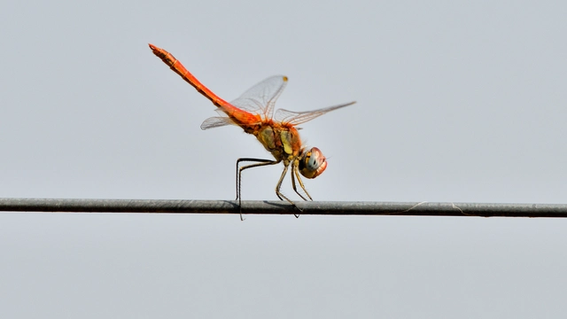 Sympetrum fonscolombii - vándor katona-szitakötő