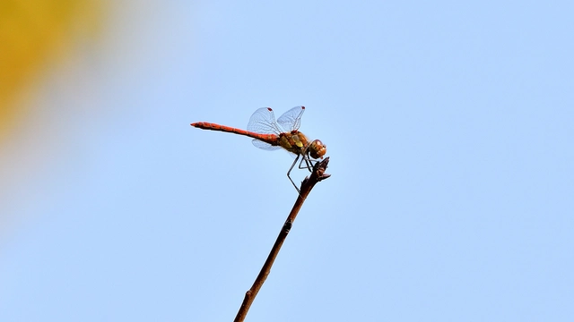 Sympetrum striolatum - harántsávos katona-szitakötő