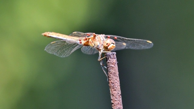 Sympetrum meridionale - fakó katona-szitakötő